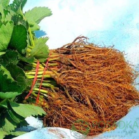 картинка Клубника Джоли (кассета) 