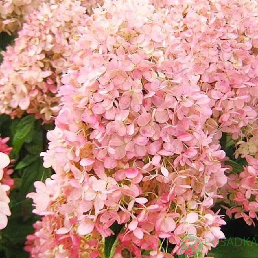 картинка Гортензия метельчатая Magical Sweet Summer 