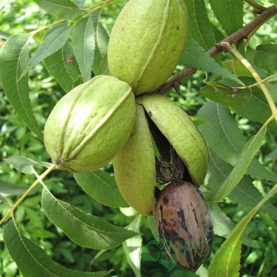 картинка Орех пекан Barton (3 года) 