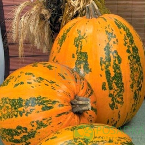 картинка Семена Тыква Украинская многоплодная семена 3 г, Seedera 