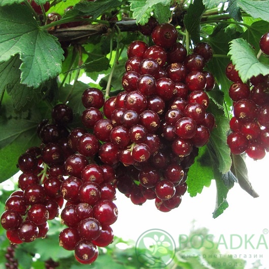 картинка Смородина красная Виксне  картинка Смородина красная Виксне