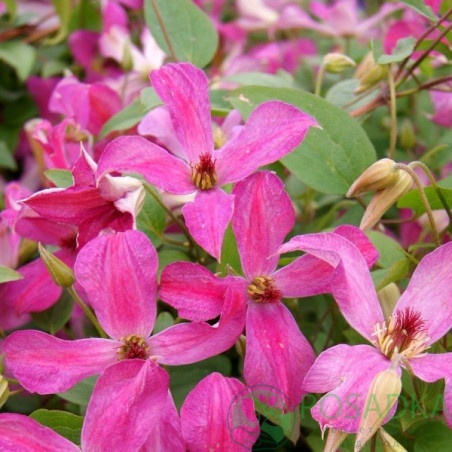 картинка Клематис Wonderful  картинка Клематис Wonderful