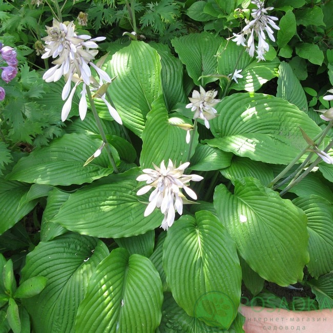 картинка Хоста Подорожниковая (plantaginea) 