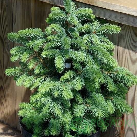 картинка Ель колючая зелёная Глаука 