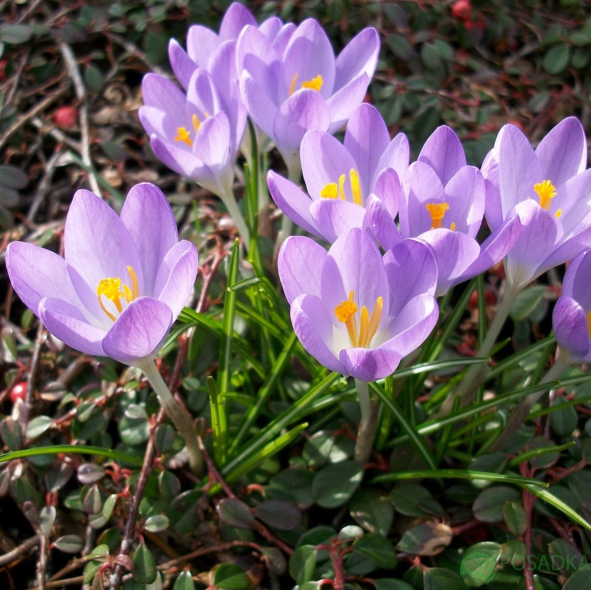 картинка Крокус Rosalind 