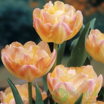 картинка Тюльпан Creme Upstar  картинка Тюльпан Creme Upstar