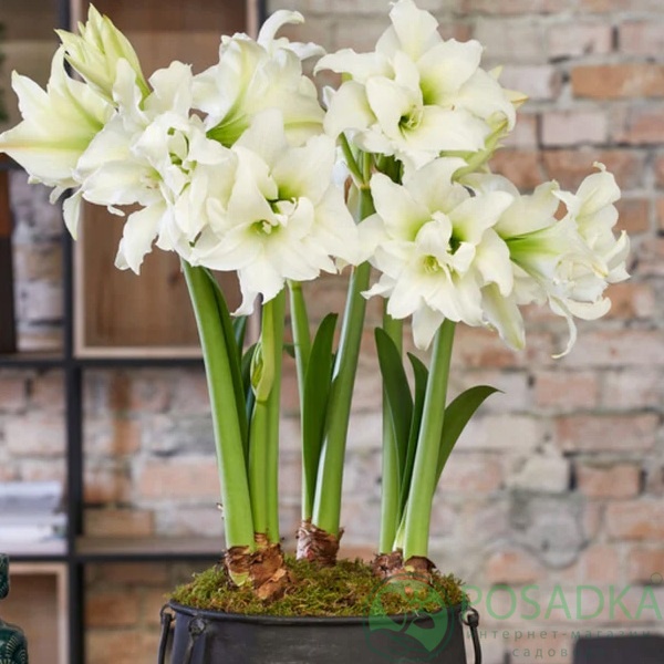 картинка Амариллис Ice Queen  картинка Амариллис Ice Queen