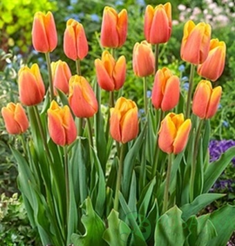 картинка Тюльпан Bellville 