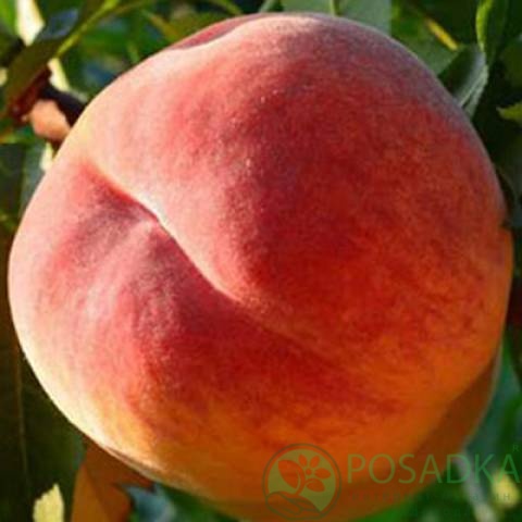 картинка Персик Еллоу Пич 