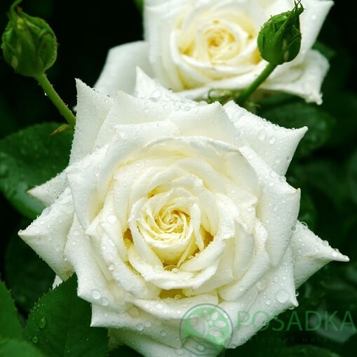 картинка Роза чайно-гибридная Эверест 