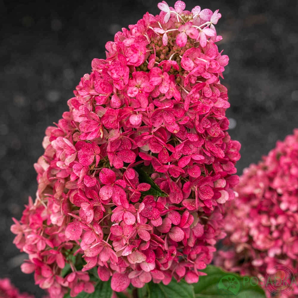 картинка Гортензия метельчатая Raspberry Pink (Расберри Пинк) 