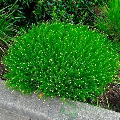 картинка Сантолина Rosmarinifolia  