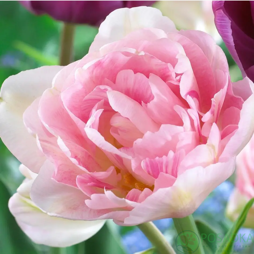 картинка Тюльпан Angelique 