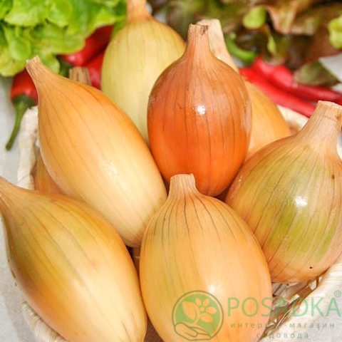 картинка Семена Лук репчатый Пингвин, 2гр, SeedEra 