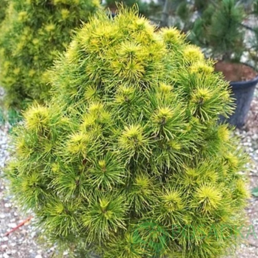 картинка Сосна обыкновенная Мозери С2 