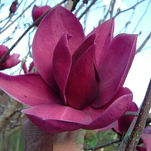 картинка Магнолия Клеопатра С5 