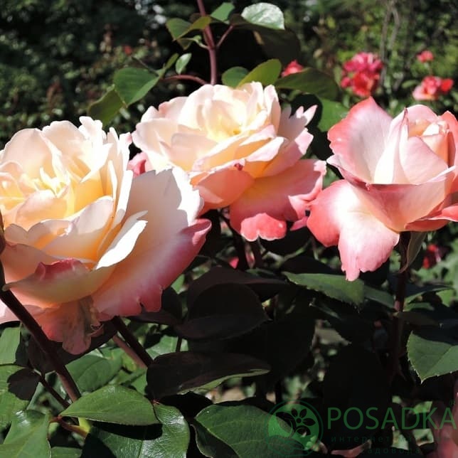 картинка Роза чайно-гибридная Летиция Каста 