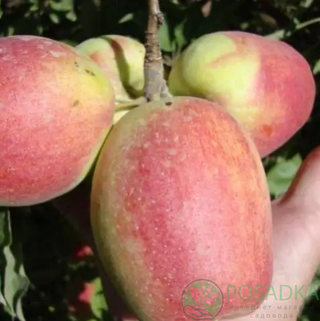 картинка Яблоня Синап Алматинский 