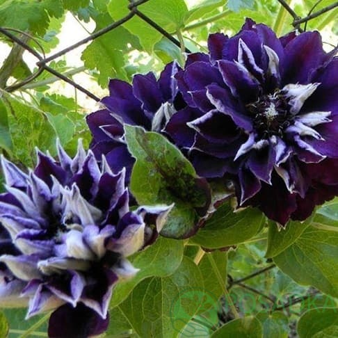 картинка Клематис Shin-shigyoku 