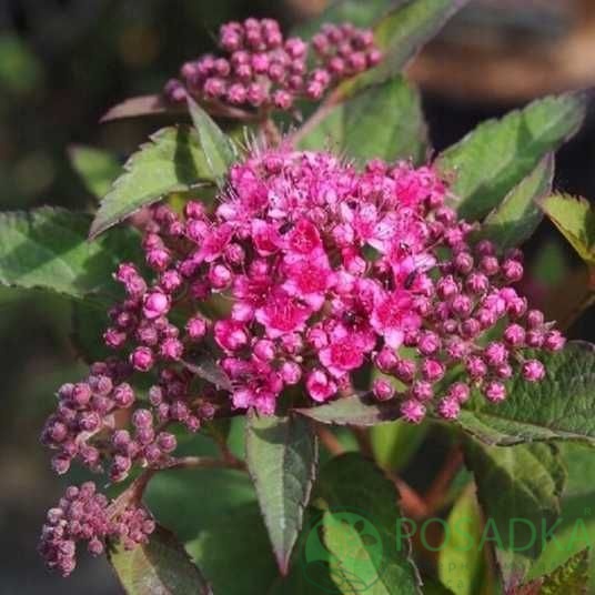 картинка Спирея японская 'Мерло Грин' 