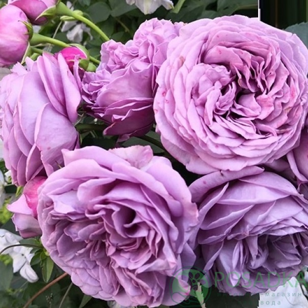 картинка Роза чайно-гибридная Блу Скай Фри 