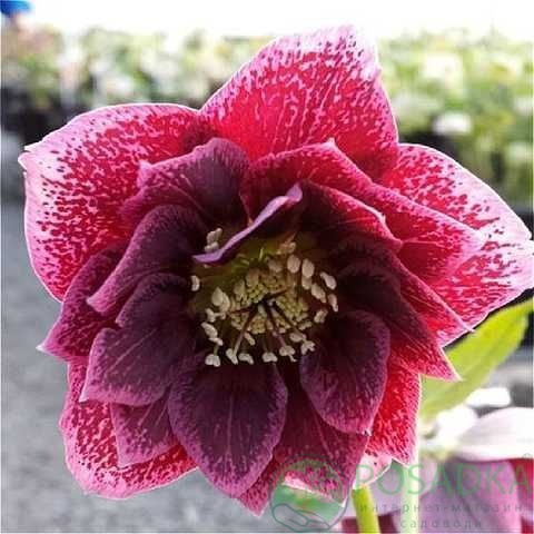 картинка Морозник Double Red 