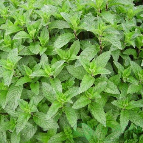 картинка Мята Dionysos 