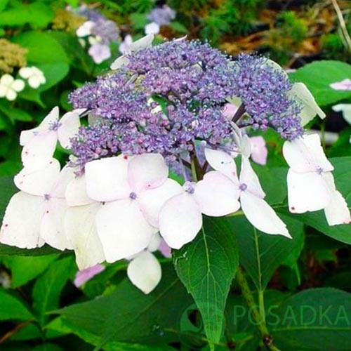 картинка Гортензия крупнолистная Mariesii Perfecta  