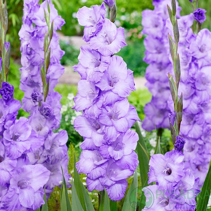 картинка Гладиолус Milka 