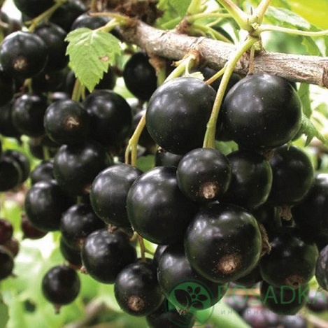 картинка Смородина чёрная Сюита Киевская 