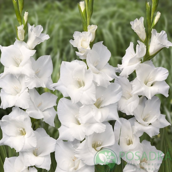 картинка Гладиолус Snowdon 