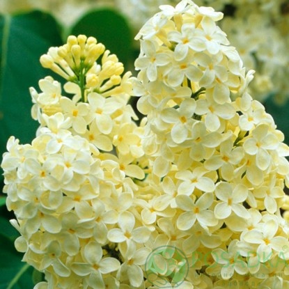 картинка Сирень обыкновенная Примроуз 2л 