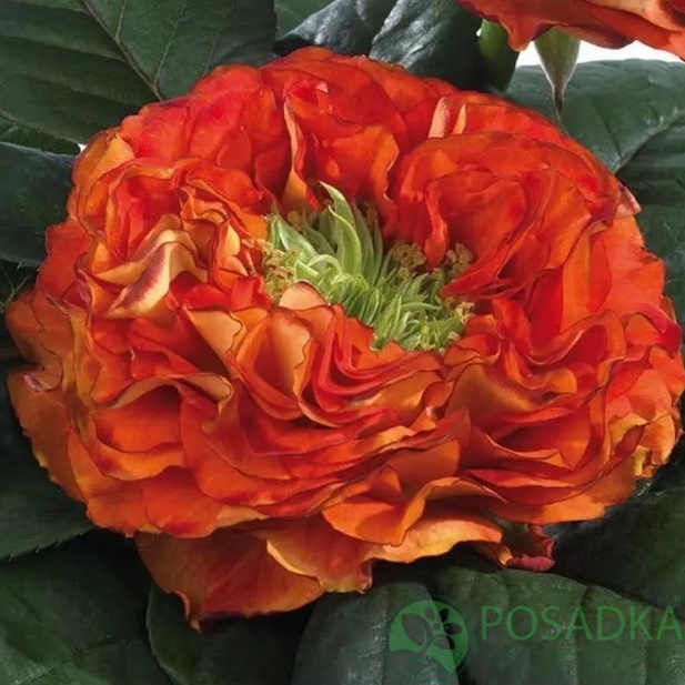 картинка Роза чайно-гибридная Флеш Ай (контейнер С2) 