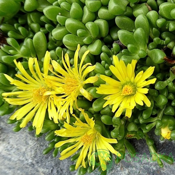 картинка Делосперма Йеллоу Айс Плант (Yellow Ice Plant) 