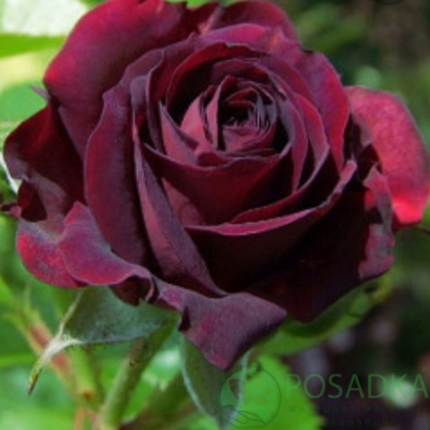 картинка Роза флорибунда Кэтис Роуз 