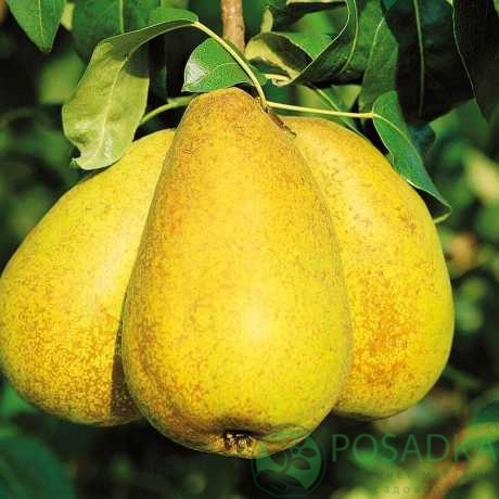 картинка Груша колоновидная Октябрьская 