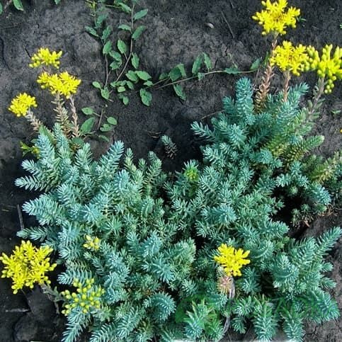 картинка Очиток (седум) отогнутый 