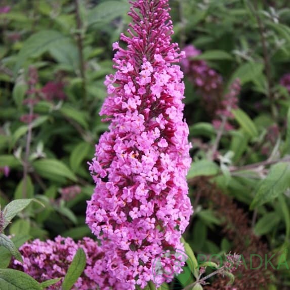 картинка Буддлея Давида Саммер Бьюти 