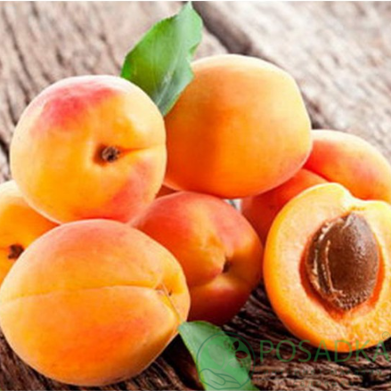 картинка Абрикос Баршерон 