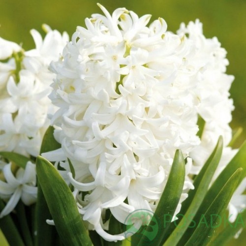 картинка Гиацинт White Pearl 