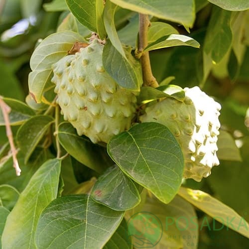 картинка Аннона (черимойя) 