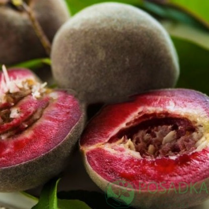 картинка Персик Эритрокарпа (красномясый) 