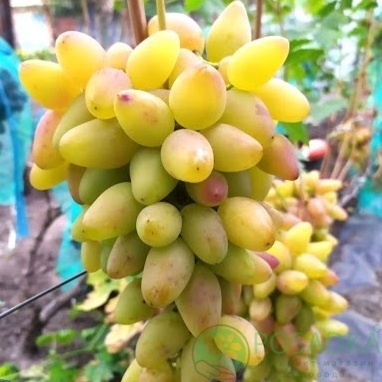 картинка Виноград Артек 