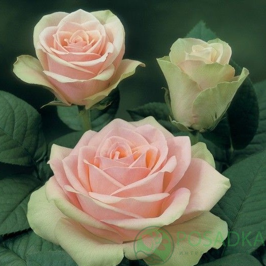 картинка Роза чайно-гибридная Ла Бель 