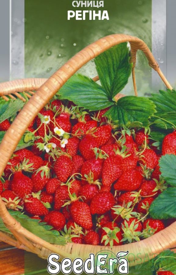 картинка Семена земляники Регина (0.05гр) 