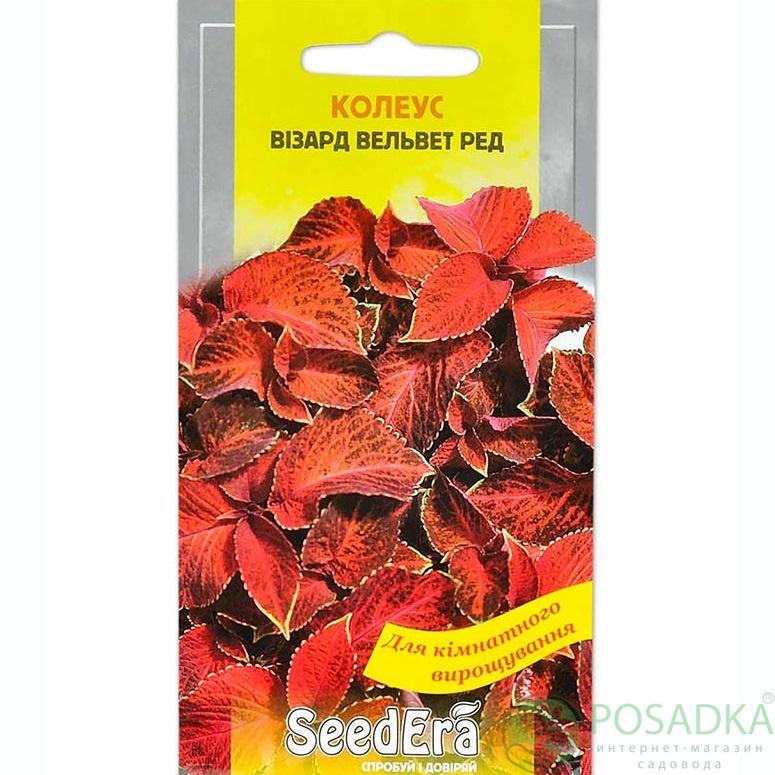 картинка Семена Колеус Визард Вельвет ред 10 шт, SeedEra 