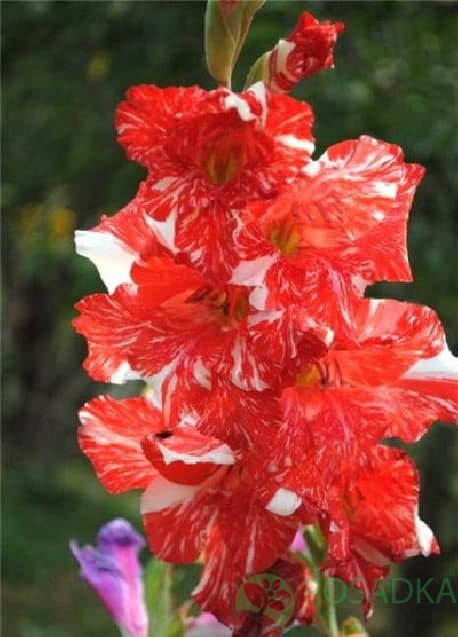 картинка Гладиолус Зизани 