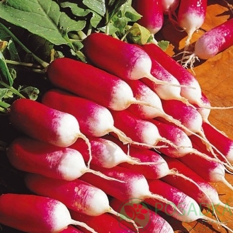 картинка Семена Редис 18 дней 2 г, SeedEra 