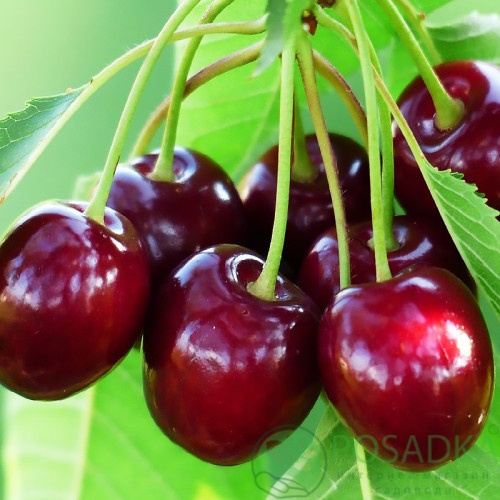 картинка Вишня Шалунья 