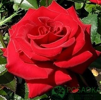 картинка Роза чайно-гибридная Красная Магия 